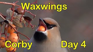 Waxwings  Priors Hall  Day 4 [upl. by Joscelin]