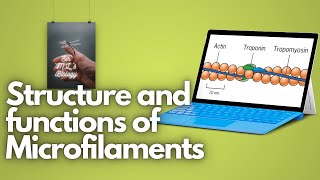 Microfilaments Structure and functions [upl. by Laroy]