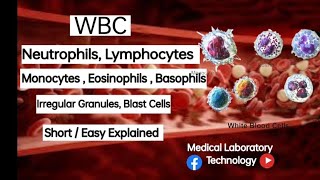 White Blood Cells  Neutrophils  Lymphocytes  Monocytes  Eosinophils  Basophils  IG  MLT [upl. by Melony]