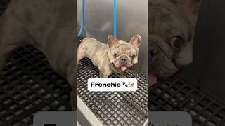 Gucci the Frenchie no relation to the royaltyfam lol frenchbulldog frenchie frenchies [upl. by Pomona]