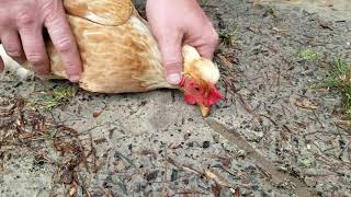 How to hypnotize a chicken [upl. by Schug]