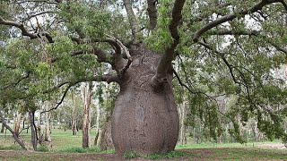 The Unusual Bottle Tree of Queensland Australia  Amazing Nature  Amazing Tees on Earth [upl. by Assyli]