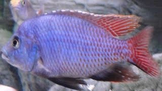 Placidochromis Milomo Super VC10 African Cichlid Malawi [upl. by Deering]