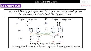 A Level Biology  6127  Autosomal Linkage [upl. by Eelanaj493]