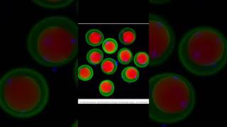 Ancient Molecular Key That Helps Sperm Enter the Egg Unveiled news breakingnews science [upl. by Negaet565]