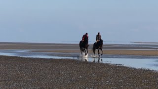 Reiten am Meer mit Claas und Hinrich Romeike [upl. by Merill]