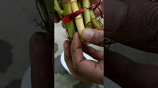 5 Mistakes that kill your Lucky Bamboo plants [upl. by Clere]