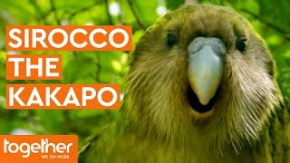 Sirocco the Kakapo Gets Frisky with Mark Carwardine  Last Chance to See [upl. by Nnylav444]