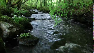 8 Hours Relaxing Nature Sounds Forest RiverSleep RelaxationBirdsongSound of WaterJohnnie Lawson [upl. by Catton]