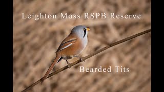 Wildlife Photography  Leighton Moss RSPB Reserve  Bearded Tits and Red Deer [upl. by Amisoc]