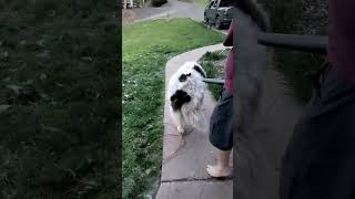 Let the Fur Fly  The Annual Coat Blowing of the Great Pyrenees [upl. by Germana]