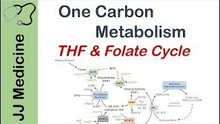 One Carbon Metabolism  Tetrahydrofolate and the Folate Cycle [upl. by Enoyrt]