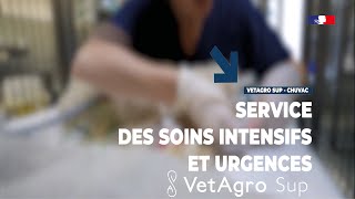 Service des soins intensifs et urgences du CHUV de VetAgro Sup [upl. by Acirrej265]