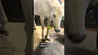 Horse refuses to move after she did this 😂 [upl. by Sucramed505]