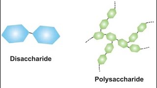 Disaccharides and polysaccharides lec 34 شرح [upl. by Rocray]