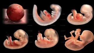 Pregnancy Week By Week Week 1 41 Fetal Development 👶9 Months in the womb  3D animated pregnancy [upl. by Emya]