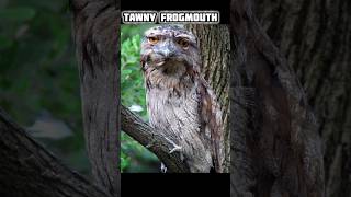 Most intelligent Camouflaging animals youtubeshorts facts shortsfeed shortvideo [upl. by Anilra]