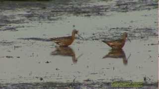 MYRSPOV Bartailed Godwit Limosa lapponica Klipp  810 [upl. by Sadella385]