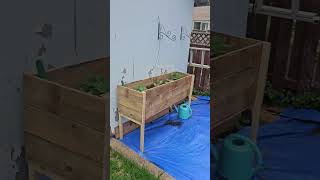 Raised vegetables planter box garden takallummbaig8027 [upl. by Airamanna]