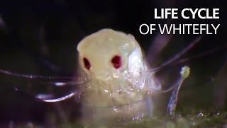 Life cycle of whitefly [upl. by Tnerual]