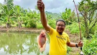 Big Time Highly Productive Integrated Farm Rice Red Tilapia Ornamental Fish High Value Crops [upl. by Fassold]