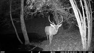 Il cervo soprannominato ODINO del bosco del Ligont 🦌💚🍀 [upl. by Kreiker]