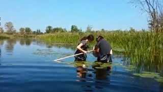 Benthic Invertebrate Sampling [upl. by Adnaerb]