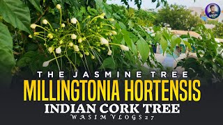 The Jasmine Tree  Indian Cork Tree  MILLINGTONIa Hortensis [upl. by Wendall]