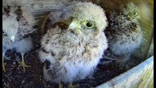 Live Stream Nest Cam Kestrel Nest Box Torenvalk Nestkast [upl. by Shaddock515]