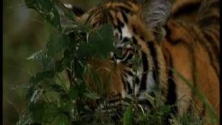 The Truth About Tigers  Part 1  a film by Shekar Dattatri [upl. by Eeliram747]