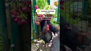 Marans Chicken Facts shorts maranschicken [upl. by Aidnis]