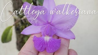 Cattleya walkeriana  Orchideen Pflege leicht gemacht [upl. by Guild]