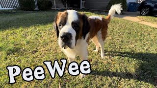 PeeWee The Saint Bernard and Courtney Enjoying The Fall Weather [upl. by Twum]