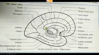 Sulci and gyri of superolateral surface of cerebrum [upl. by Nunes]