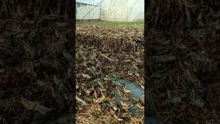 टिड्डो की खेती  grasshopper farm grasshopper farming shorts [upl. by Hadwyn]