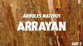 Serie Árboles Nativos de Argentina  Arrayán Luma apiculata  Capítulo 5 [upl. by Nylg220]