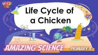 P 3  Science  Life Cycle of a Chicken [upl. by Ruskin]