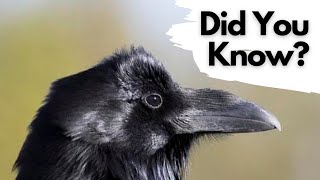 Things you need to know about RAVENS [upl. by Naegem]