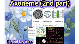 The Axoneme💁‍♀️Structure Explained Part 2biology neet [upl. by Aitercal]