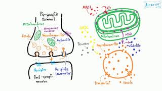 monoamine oxidase [upl. by Salvay]