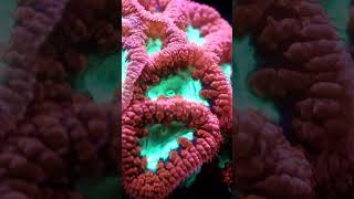 Blastomussa coral care 🪸reeftank blastomussa aquarium coral shorts youtubeshorts aqualab [upl. by Walcott]