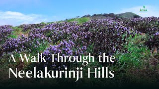 The Majestic Blooms of Neelakurinji  A Visual Treat  Kerala Tourism DreamDestinations [upl. by Nanek]