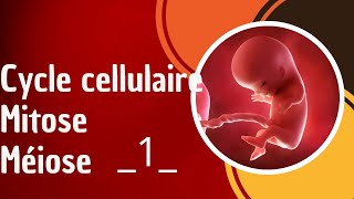 Cycle cellulaire Mitose méiose partie 1 [upl. by Bahe]