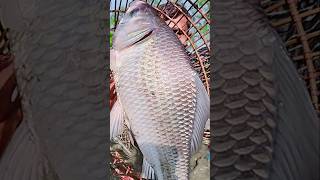 Asian Country Fishing shorts  Amazing Rural Fishing Video 🐟 Best Asian Fishing Technique shorts [upl. by Yorke]