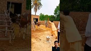 Masoom Bachy ny ye q kia trending viralvideos emotional ytshorts unfrezzmyaccount [upl. by Draper]