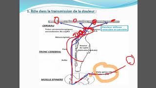 Physiologie de la formation réticulaire [upl. by Annmarie50]