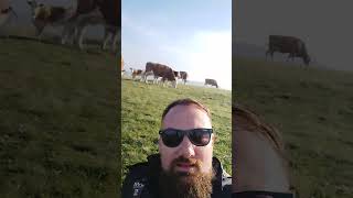 Zlatibore pitaj kravu😎🐮🐄zlatibor krava [upl. by Zolnay135]