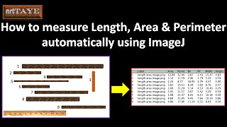 How to measure Length Area and Perimeter automatically using ImageJ [upl. by Rahas]