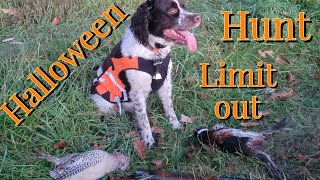 pa public land pheasant hunt on halloween [upl. by Aenneea]