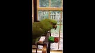 Parrot sings Margaritaville [upl. by Edrei398]